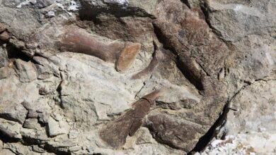 New tyrannosaur species fossil