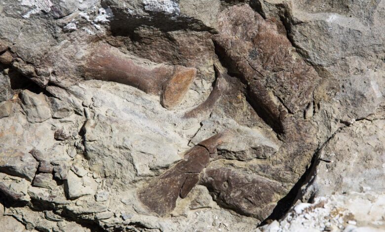 New tyrannosaur species fossil