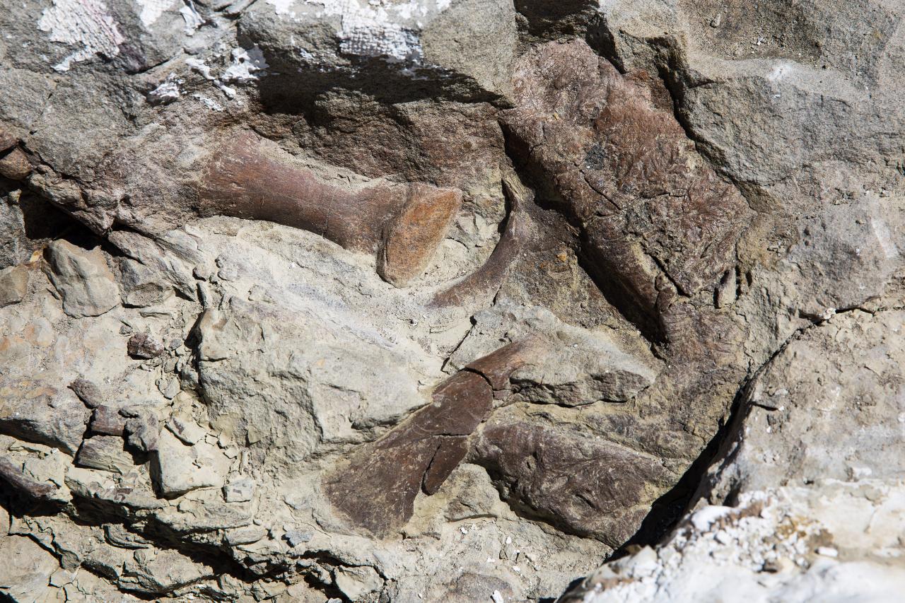 New tyrannosaur species fossil