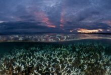 Ocean temperatures rising mit carbon curbing capacity store credit fraction efficiency export scientists plankton climate growth total found have depths