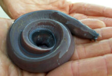 Hagfish slime eel genome
