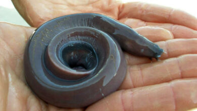 Hagfish slime eel genome