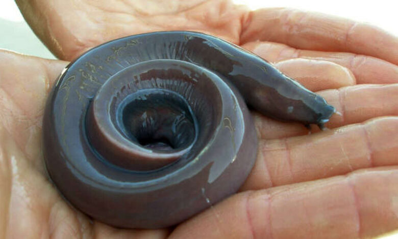 Hagfish slime eel genome