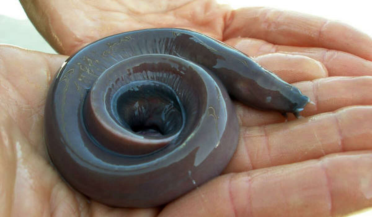 Hagfish slime eel genome