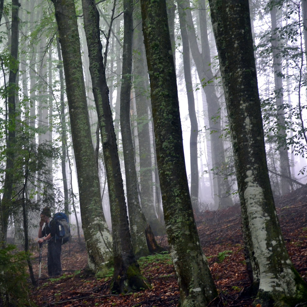 Conservation romania beech trees