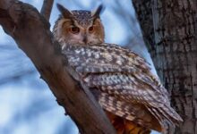 Flaco owl central park zoo