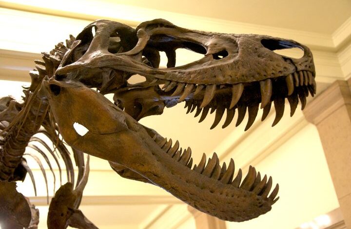 T rex nanotyrannus museum gallery