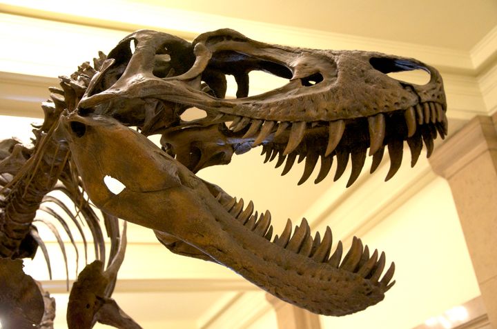 T rex nanotyrannus museum gallery