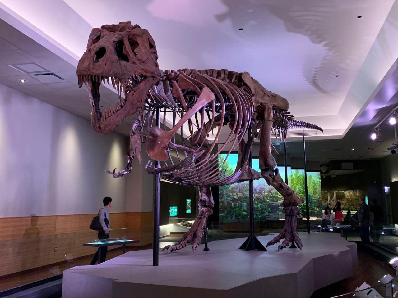 T rex nanotyrannus museum gallery