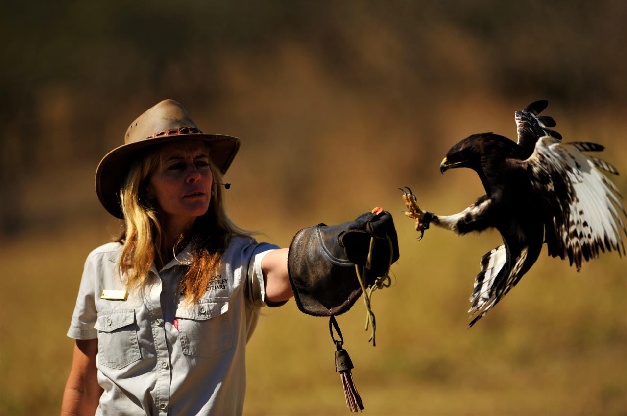 Birds raptor study africa