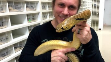 Brian barczyk dead reptiles venom hunters