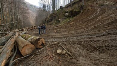 Conservation romania beech trees