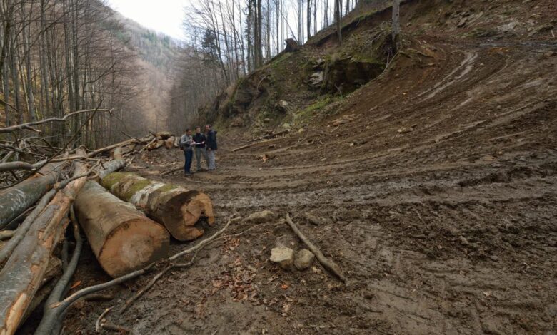 Conservation romania beech trees