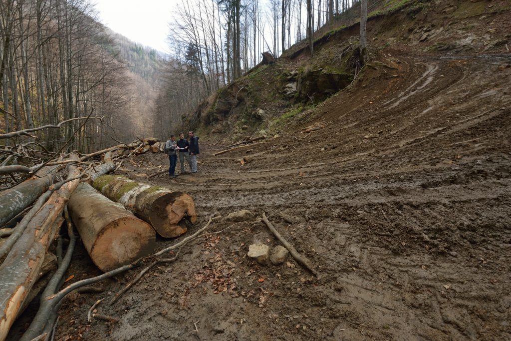 Conservation romania beech trees