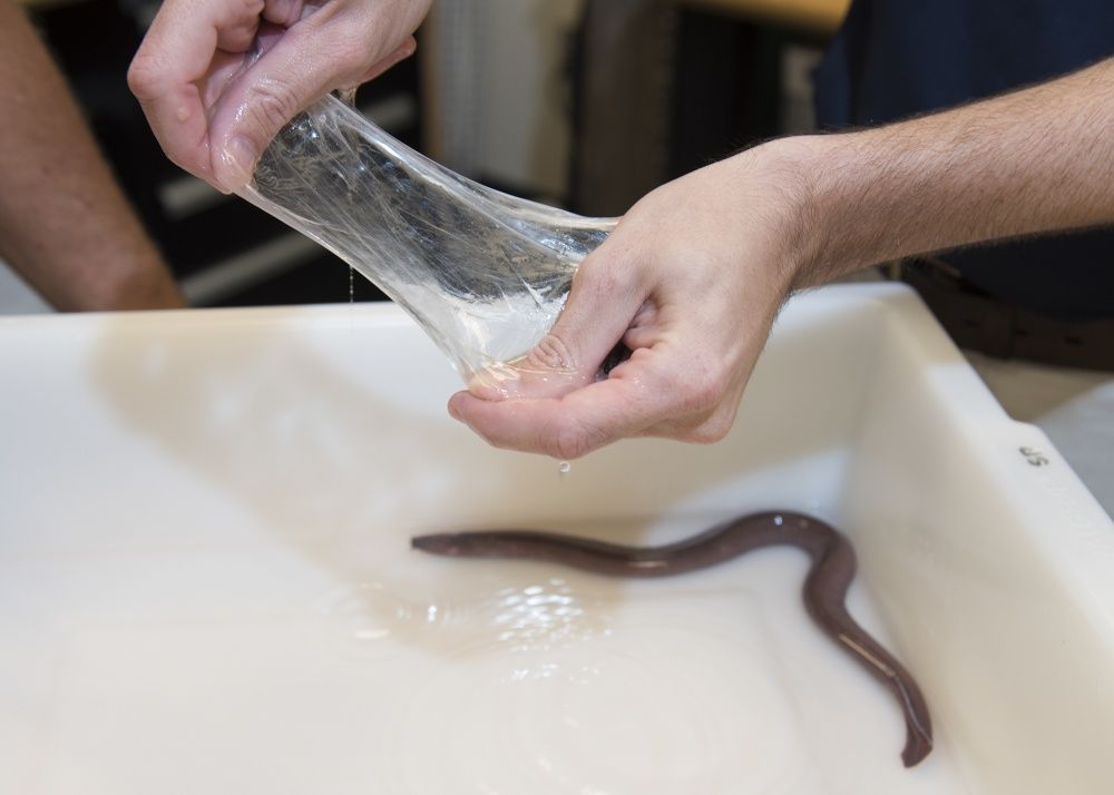 Hagfish slime eel genome