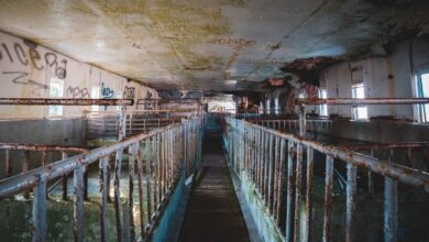 Child labor slaughterhouses tennessee