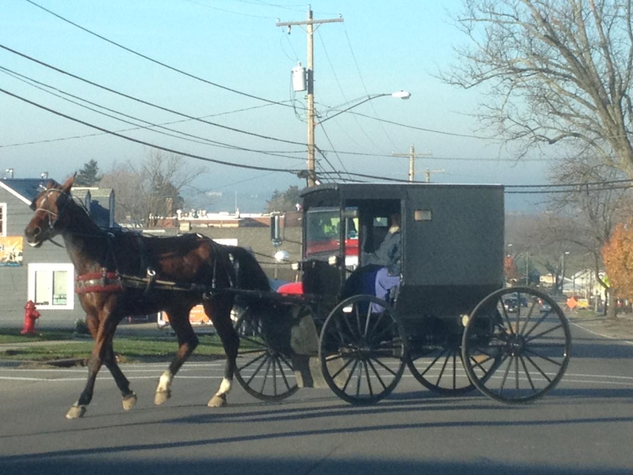 Amish buggy horse clipart ohio clipground find