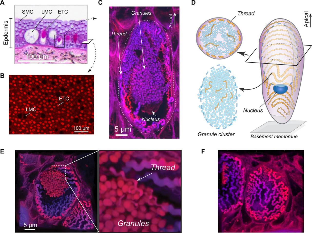 Hagfish slime eel genome