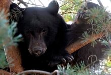 The bear golden globes white edebiri