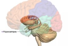 Word of the day hippocampus