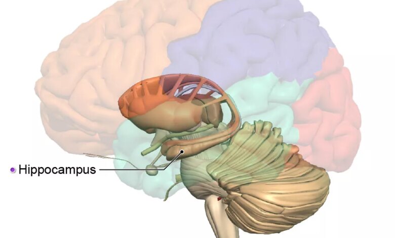 Word of the day hippocampus