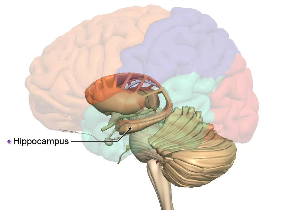 Word of the day hippocampus