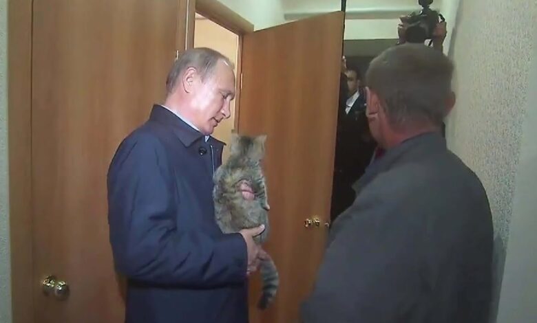 Gato rusia putin guerra