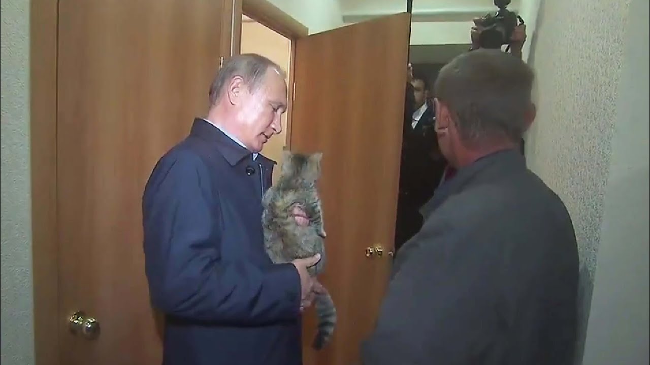 Gato rusia putin guerra