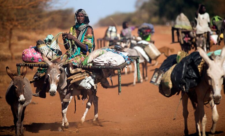 Piel de burro china africa