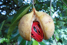 Indonesia pulau rhun nutmeg
