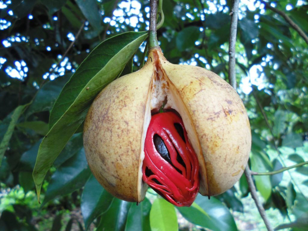 Indonesia pulau rhun nutmeg