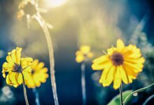 Outdoor therapy depression anxiety