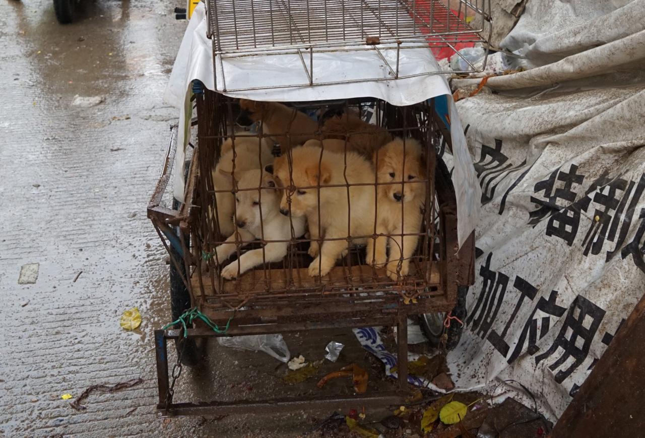 South korea dog meat ban