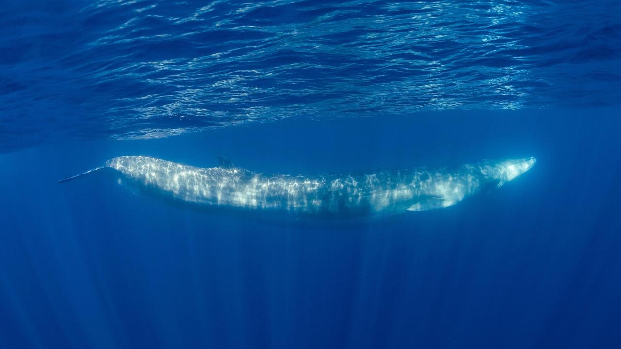 New york fin whales