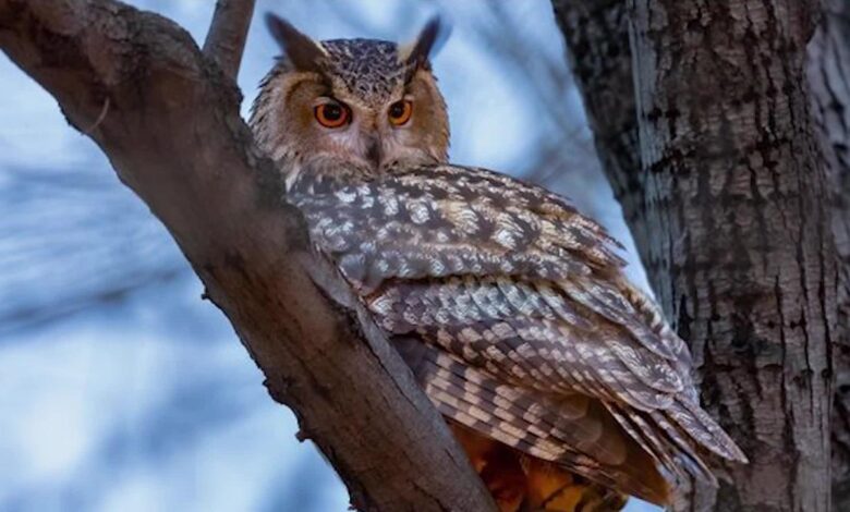 Flaco owl central park zoo