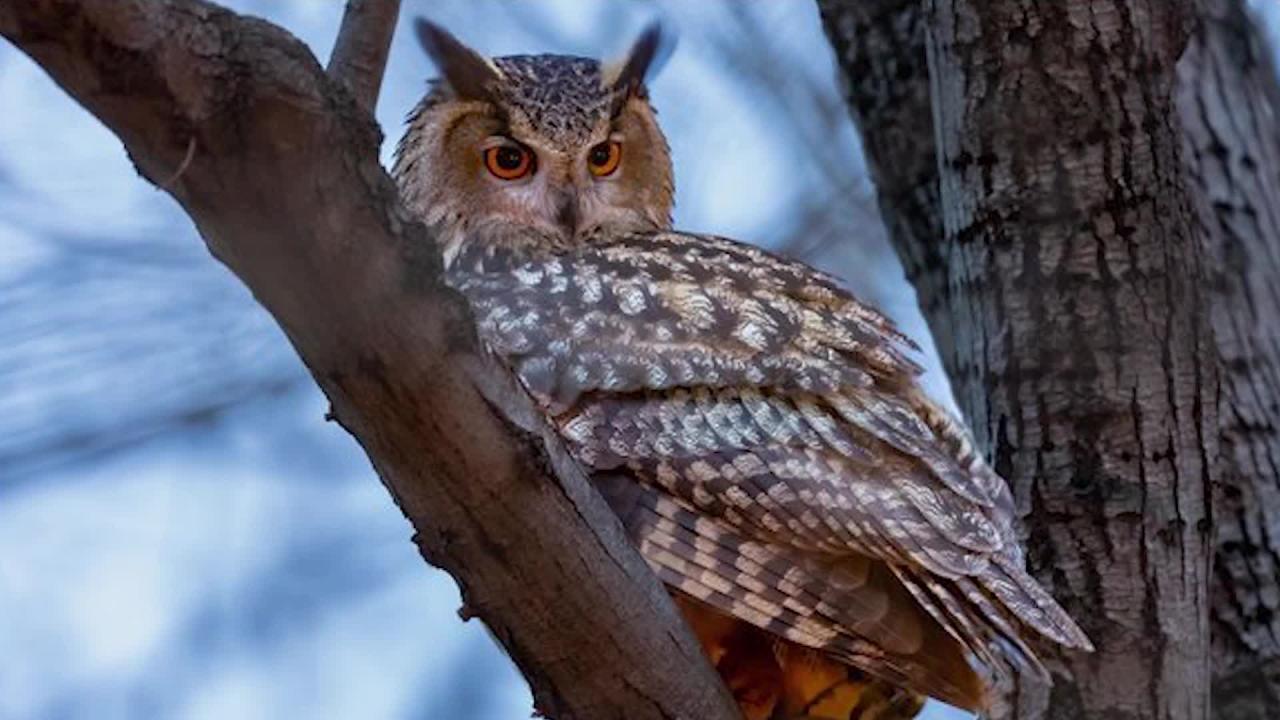 Flaco owl central park zoo