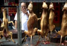 South korea dog meat ban