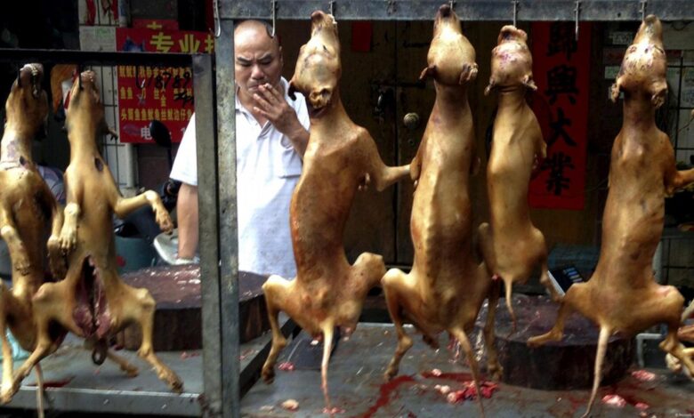 South korea dog meat ban