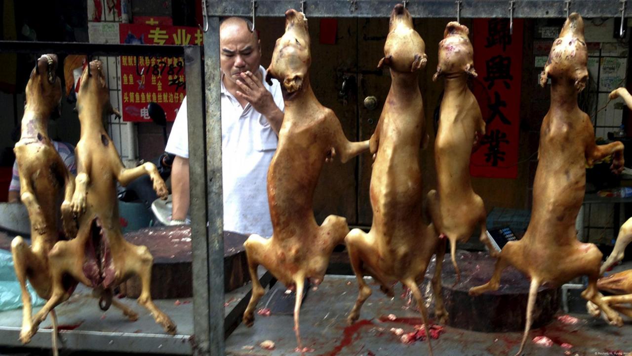 South korea dog meat ban