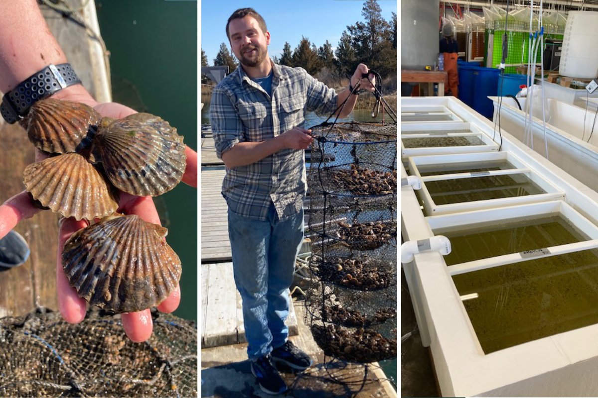 Peconic bay scallops die off