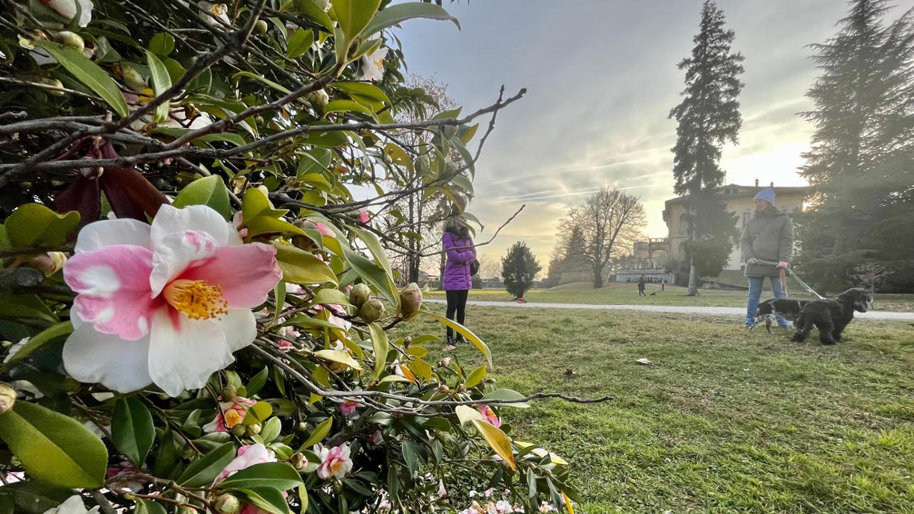 Camellia japonica shrubs