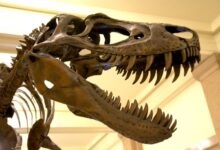 T rex nanotyrannus museum gallery