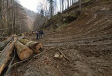 Conservation romania beech trees