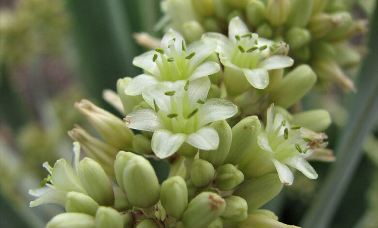Dragon plant grandfather dracaena