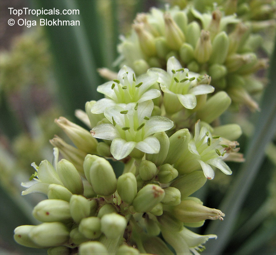 Dragon plant grandfather dracaena