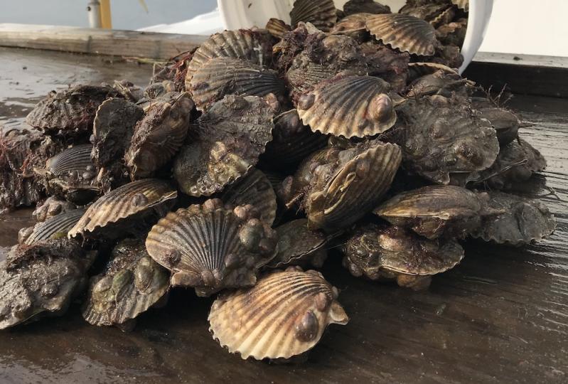 Peconic bay scallops die off