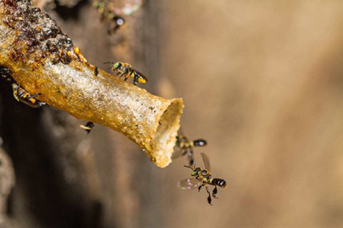 Amazon stingless bees honey