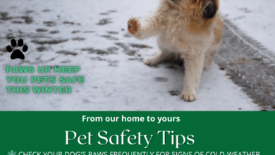 Pet care cold weather safety