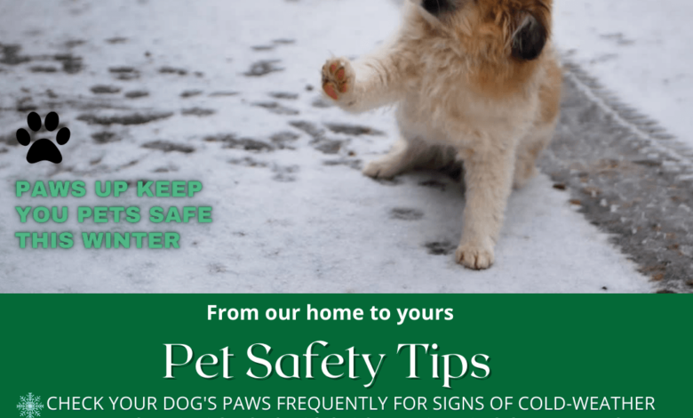 Pet care cold weather safety