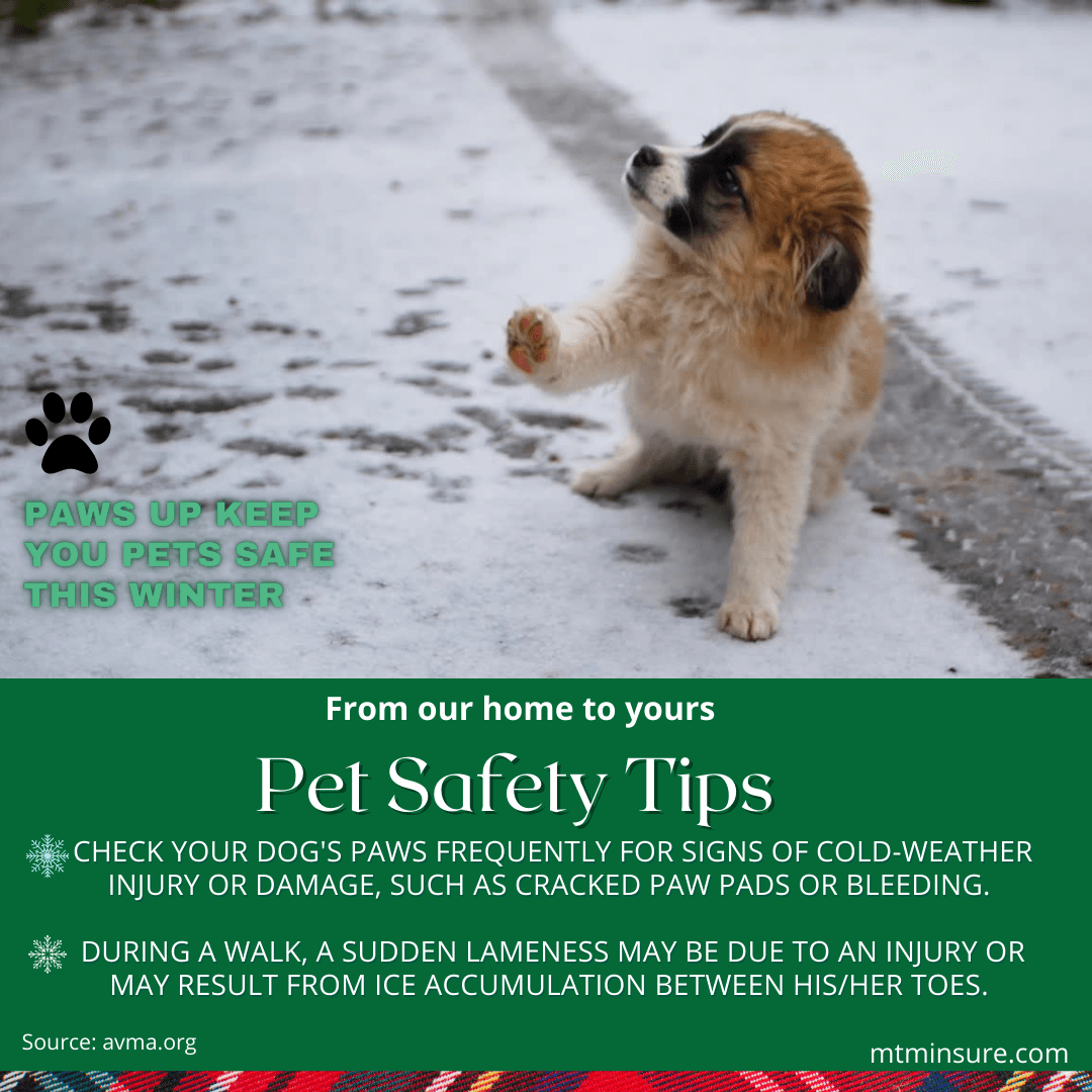 Pet care cold weather safety